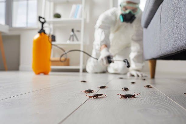 Post-Treatment Bed Bug Interceptor Monitoring in Bowie